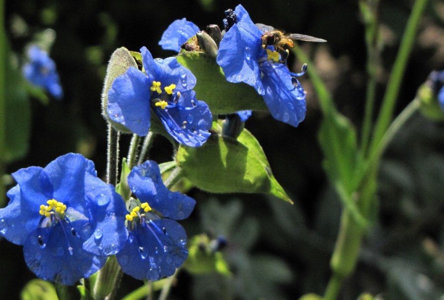 Commelina Tuberosa blauw 