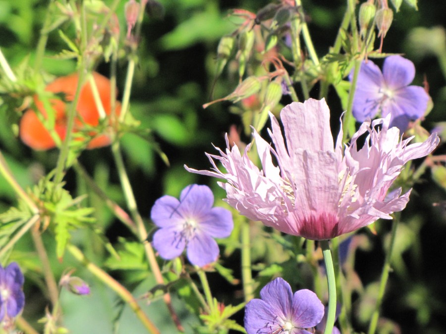papaver met vaste geranium 
