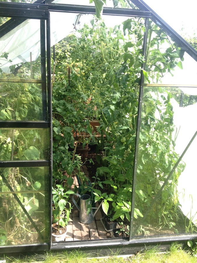 groente van de moestuin in de tuinkas, tomaten, paprika en komkommer