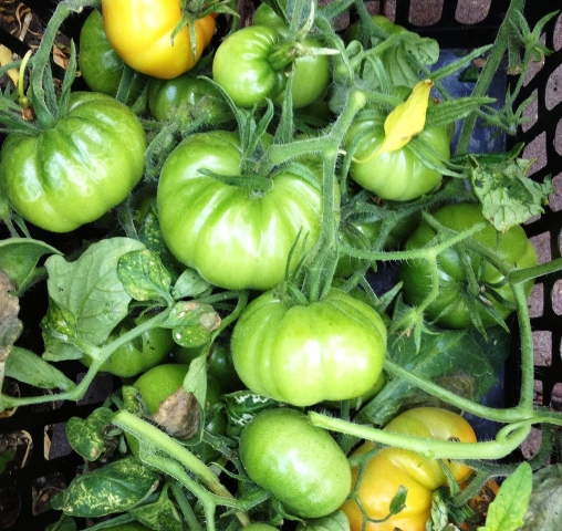 Heerlijke chutney is snel gemaakt. 