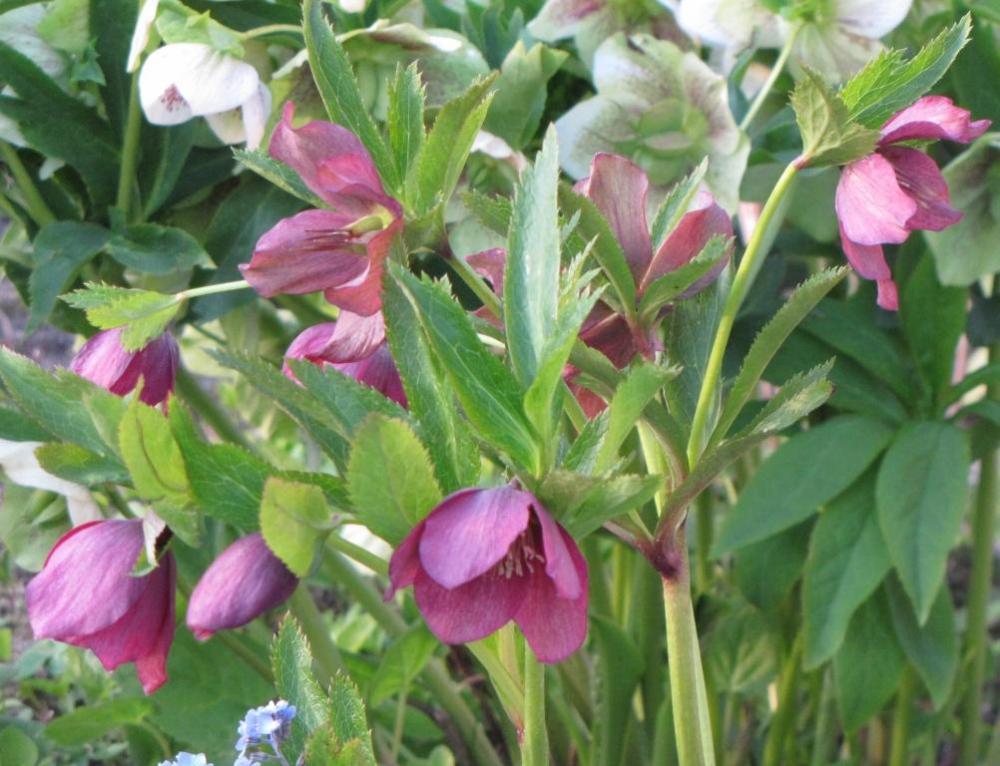 Helleborus voorjaar
