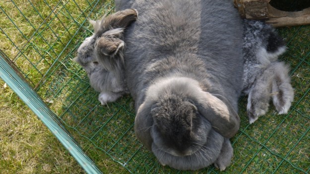 Jill, de grote hangoor gaat regelmatig bovenop Jack liggen. Die het blijfbaar niet erg vindt.