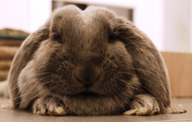 Deze franse hangoor gromt als een hond, maar is erg lief. 