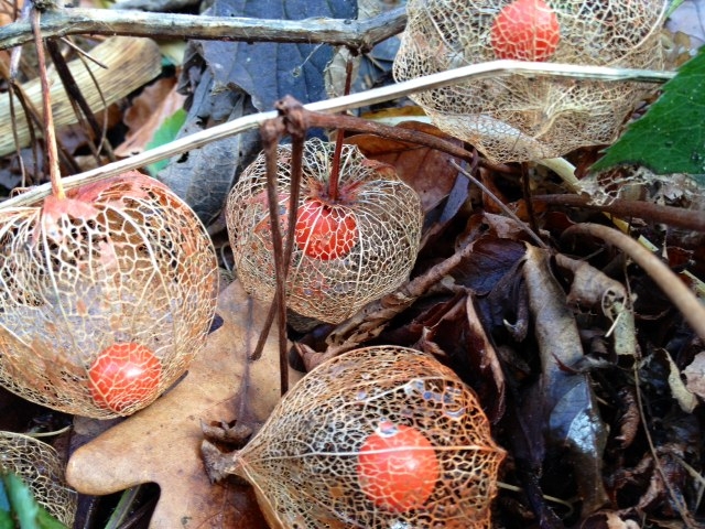 Prachtige doorzichtige Physalisbloemen met oranje zaadbolletjes. 