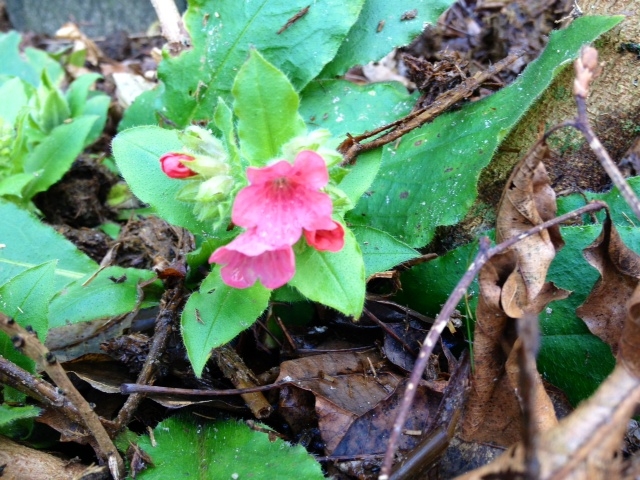 Pulmonaria Rubra is een echte schaduwplant. De kleur van de bloemen is helder roze/rood.