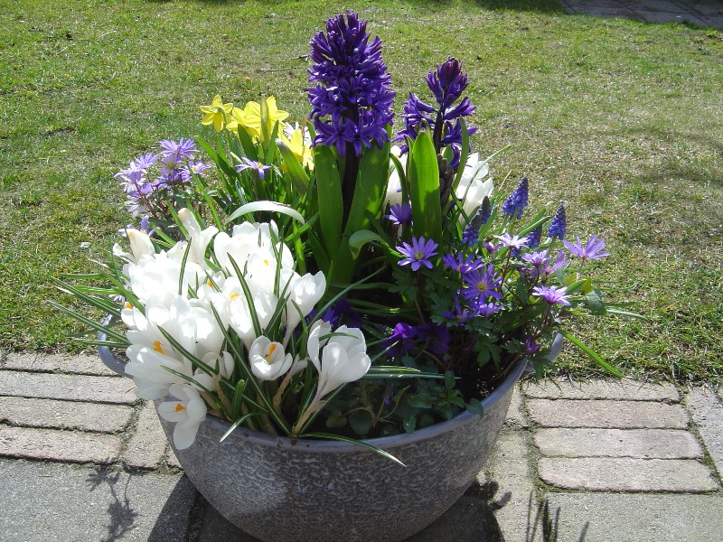 voorjaarsbollen; soeppan; tuin; 