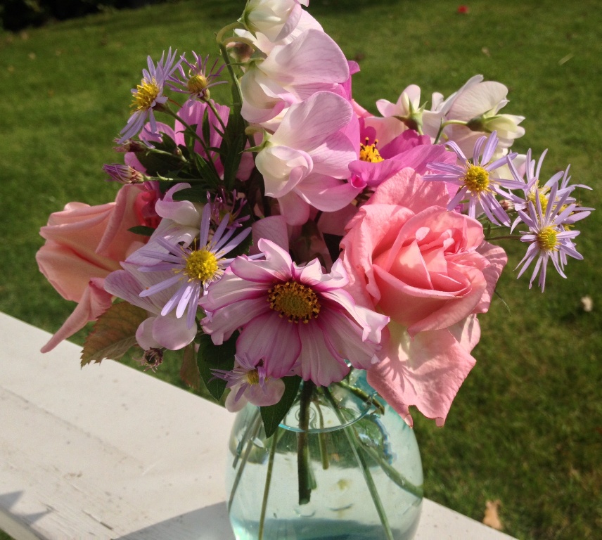 Zelfs in Oktober nog volop: rozen, Cosmea Candy Stripes, Aster en Lathyrus 