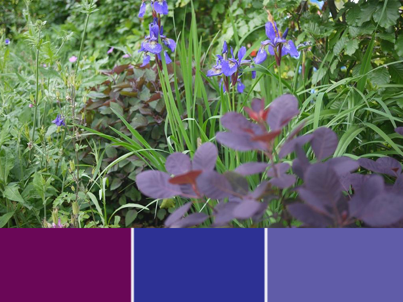 Door gebruik te maken van kleuren die dicht bij elkaar liggen, ontstaat er een rustig plantenvak. 