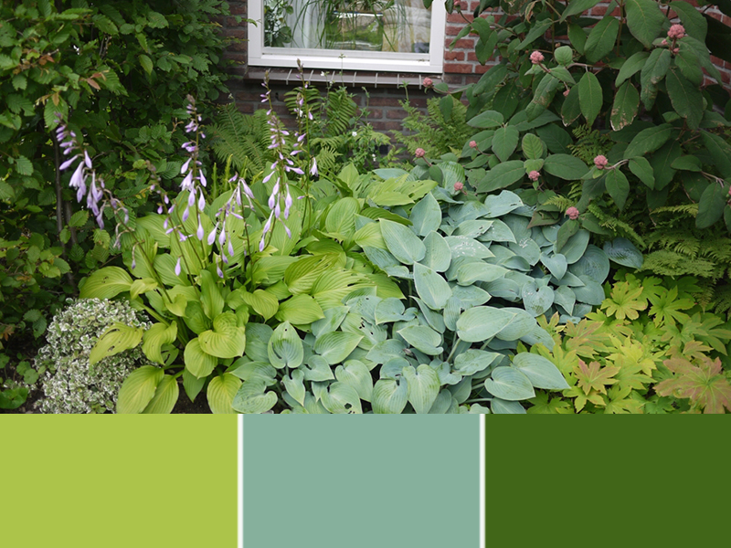 Deze plantencombinatie wordt spannend door de verschillende kleuren groen hostablad. 