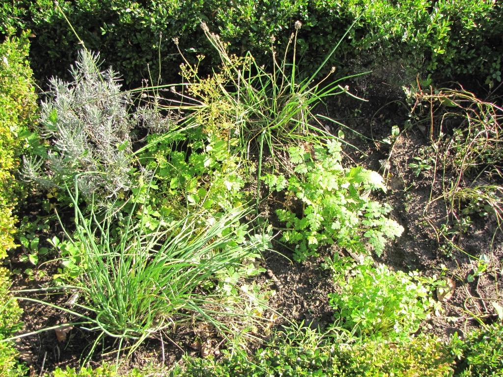 Kruiden uit eigen tuin; bieslook, peterselie, lavender, kervel en meer