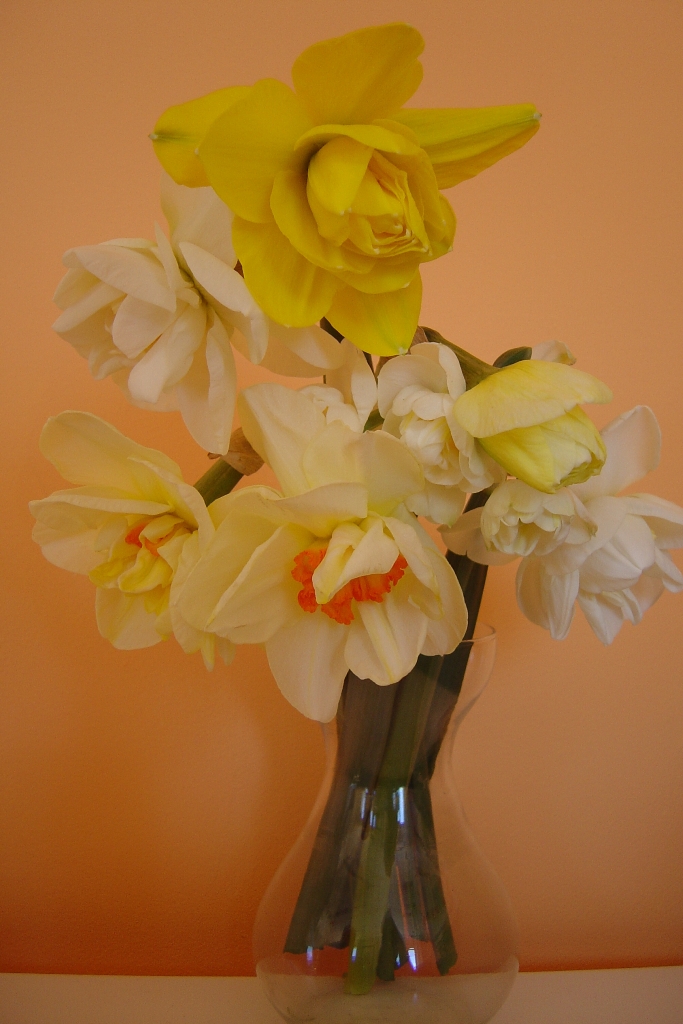 Zo zijn ze leuk, verschillende soorten narcissen in vaas.
