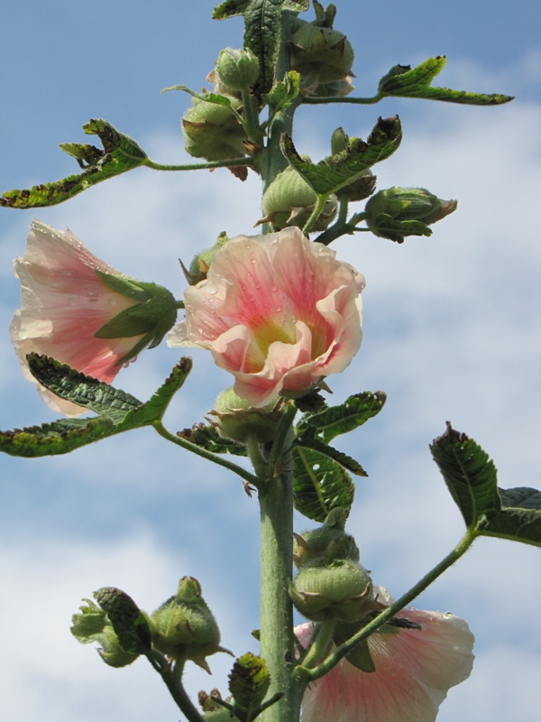 Stokroos abrikooskleurig