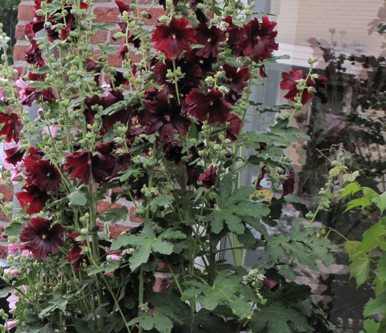 Stokroos bijna zwart