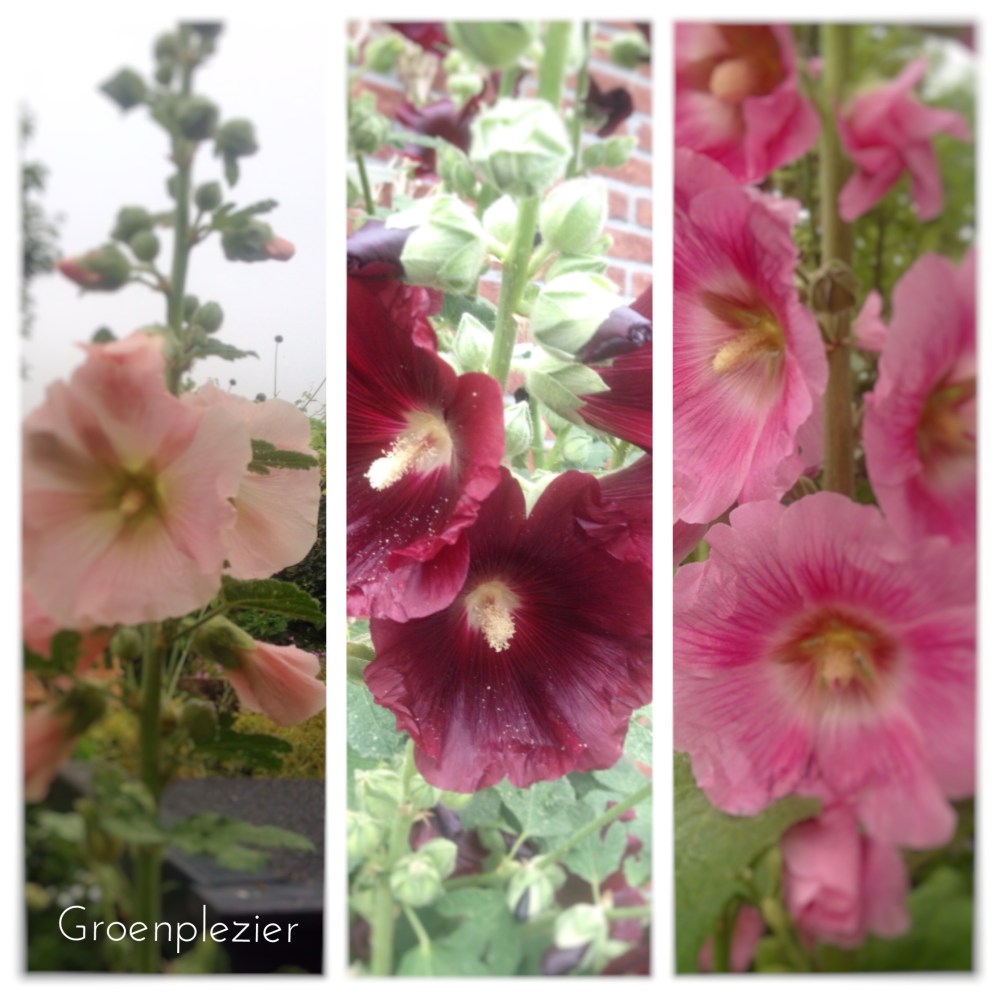 stokrozen-alcea-various-colors-pink-dark-red-apricot