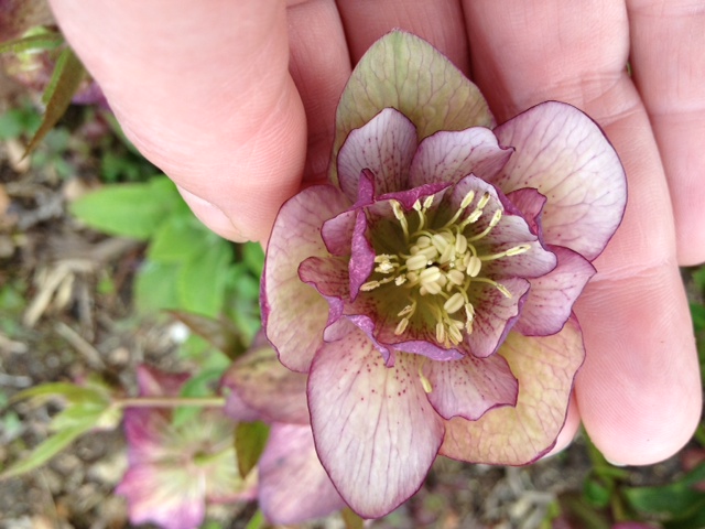 Prachtig fijngeaderd blad met een donker randje 