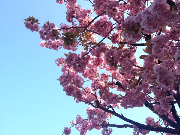 Volle Kersenbloesemtakken onder een blauwe voorjaarslucht. 