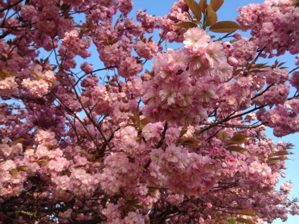 Takken vol roze Kersenbloesem