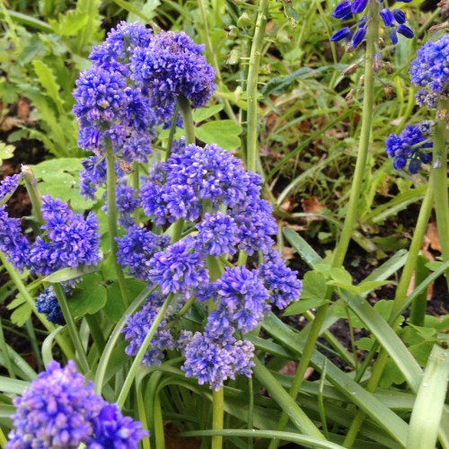 Muscari armeniacum - Dubbel Blauw Druifje 