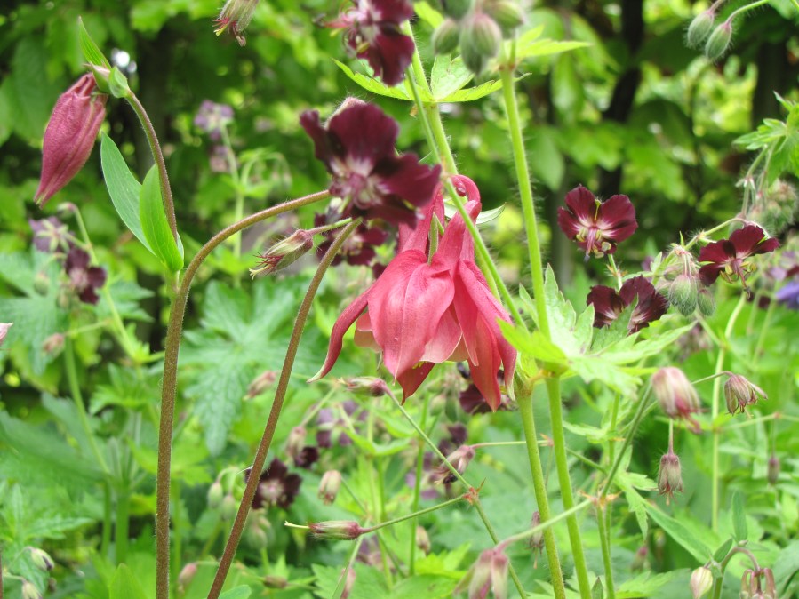 ton-sur-ton: subtiel effect met bloemkleuren die dicht bij elkaar liggen.