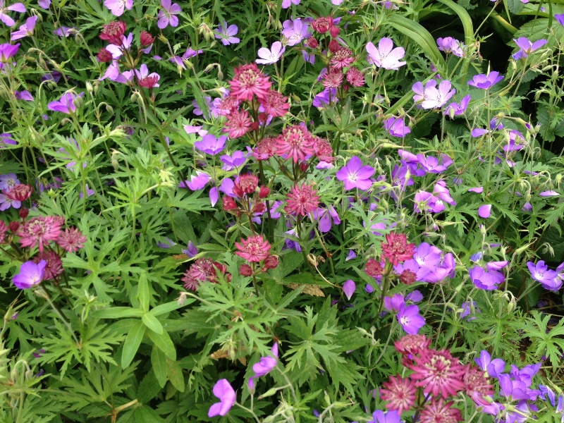 In de kasteeltuin van Hemmen: Astrantia met paarse Geranium 