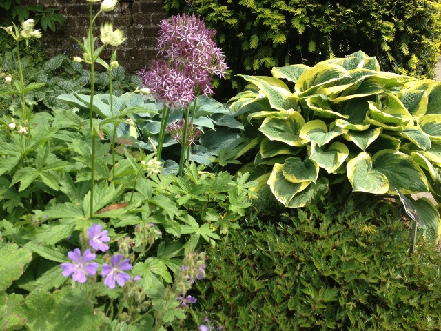 Kasteeltuin Hemmen: Hosta, Geranium en Aliums