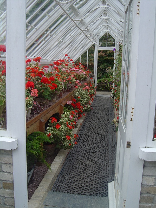 Lost Gardens of Heligan - Prachtige oude kas met Geraniums.