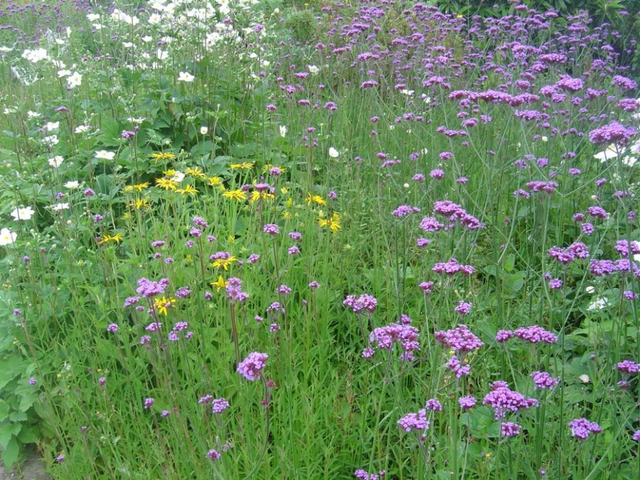Nice Flower border - Heligan 