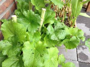 Lange uitgebloeide stukken afgeknipt. Al een nieuwe rozet voor volgend jaar.