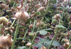 Uitgebloeid, maar zaad genoeg