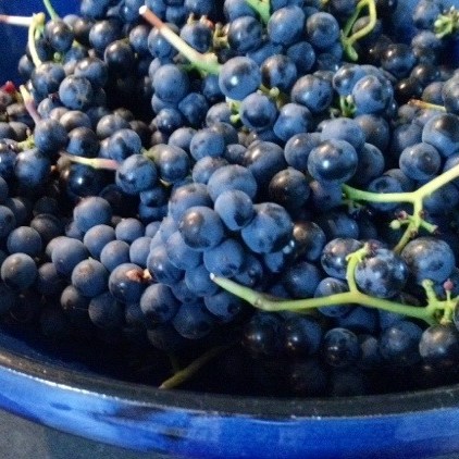 blauwe druif Leon Millot