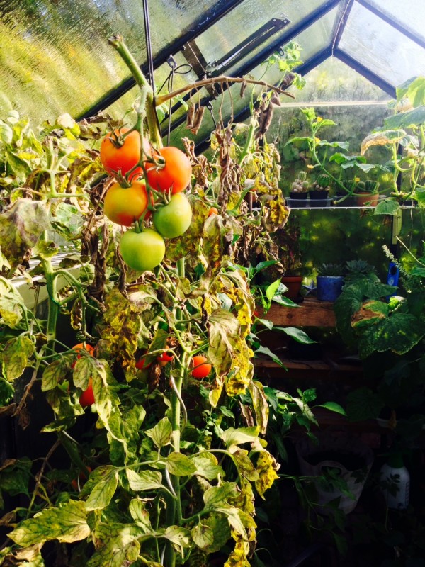 Vergane glorie in de tuinkas, deze tomaten moeten nu geoogst worden 