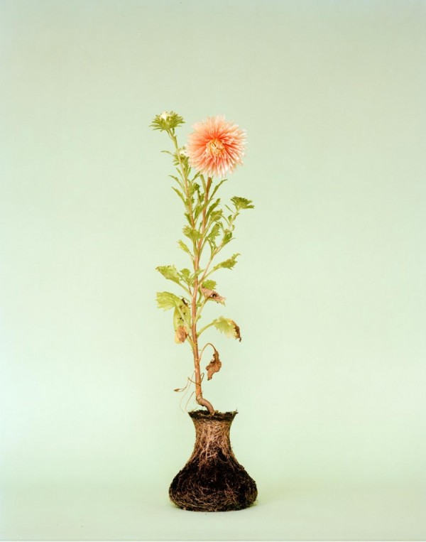 bloem zonder vaas met wortelkluit