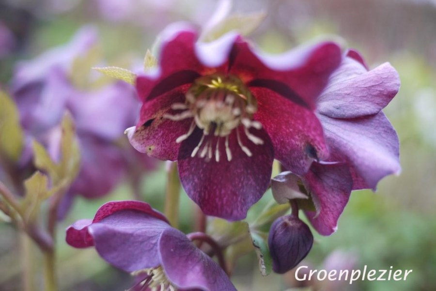 Helleborus dark flower