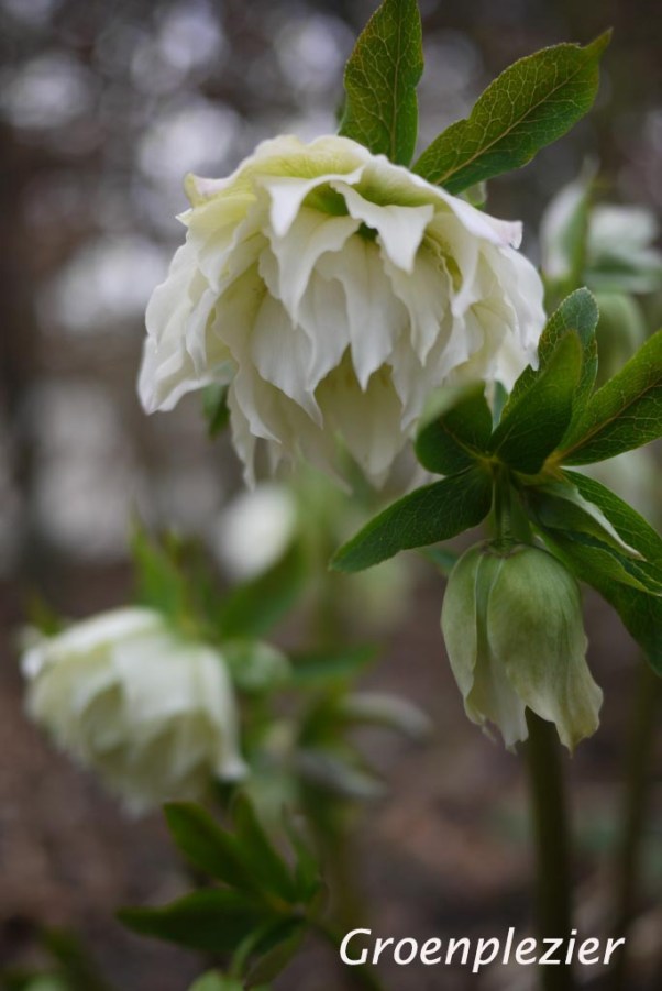 Flower white Helleborus 