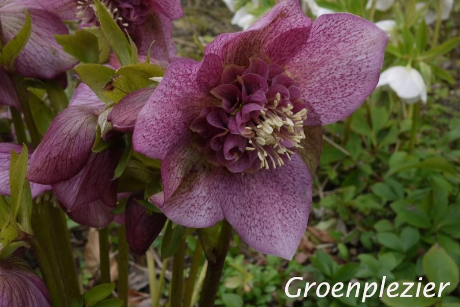 donkere helleborus 