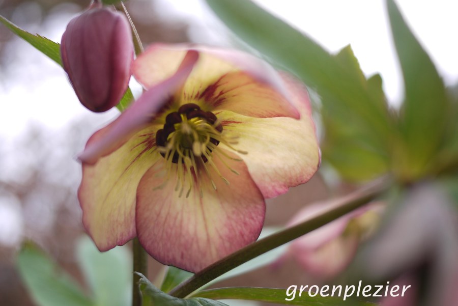 Helleborus Picotee Apricot