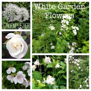 sissinghurst_white_flowers
