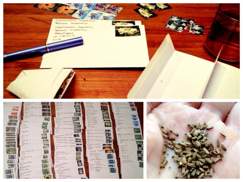 Gratis zaad moestuin eenjarige bloemen vaste planten