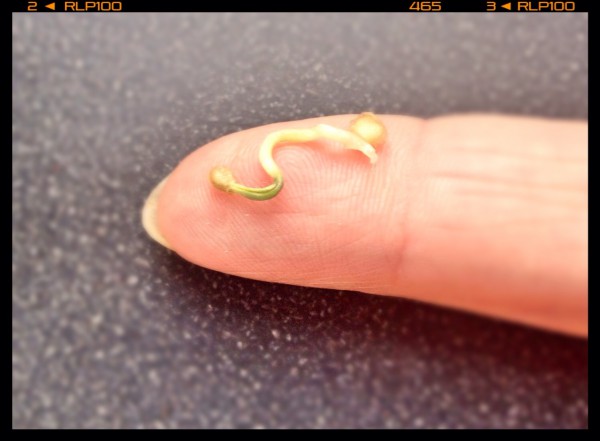 tomato seed zaad zaaien moestuin