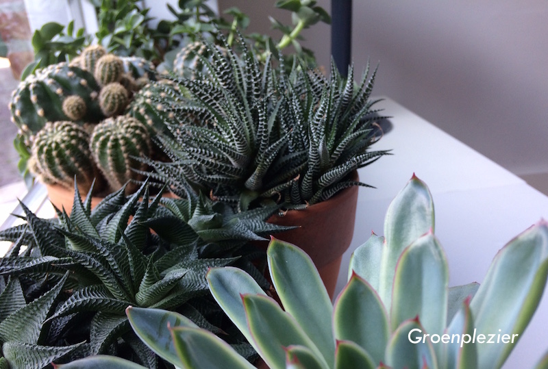 cactus_vensterbank_vetplanten_groentrend_2018_in_huis_gp