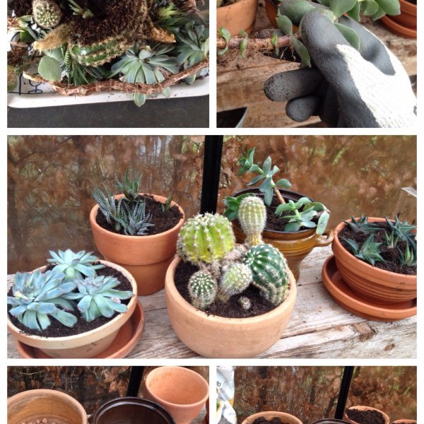 vetplanten cactus stek woontrend groen
