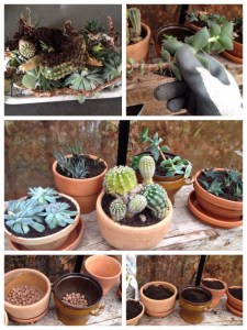 vetplanten cactus stek woontrend groen