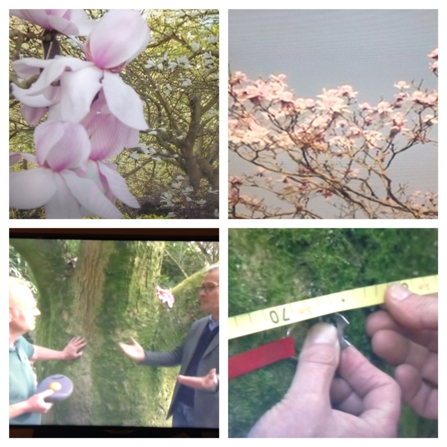 Gardeners World Magnolia tree
