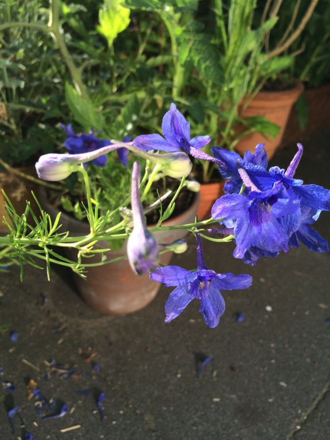 delphinium purple color