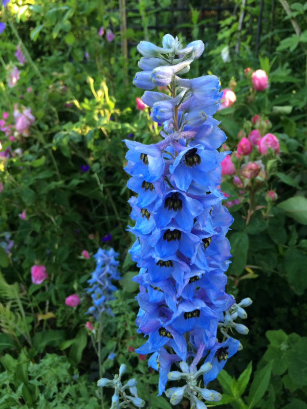 Ridderspoor_ delphinium_magnificent_blue_color