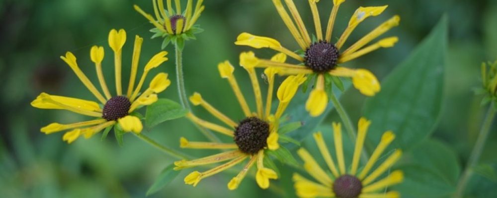 cropped-henry_eilers_rudbeckia_geel_perennial_flower_yellow.jpg