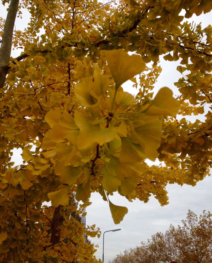 Ginkgo Bilboa - Chinese Notenboom 