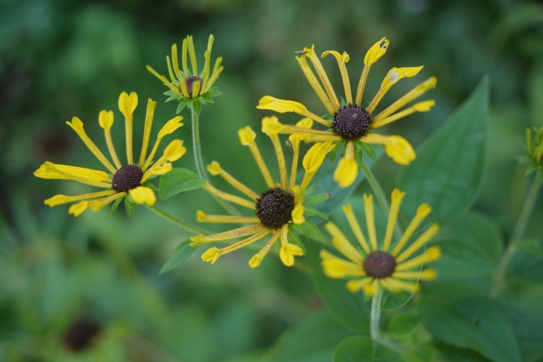 Henry_Eilers_Rudbeckia_yellow_flower_perennial