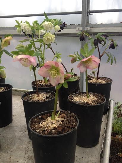 Helleborus, moederplanten bij Kwekerij De Hessenhof in Lunteren 