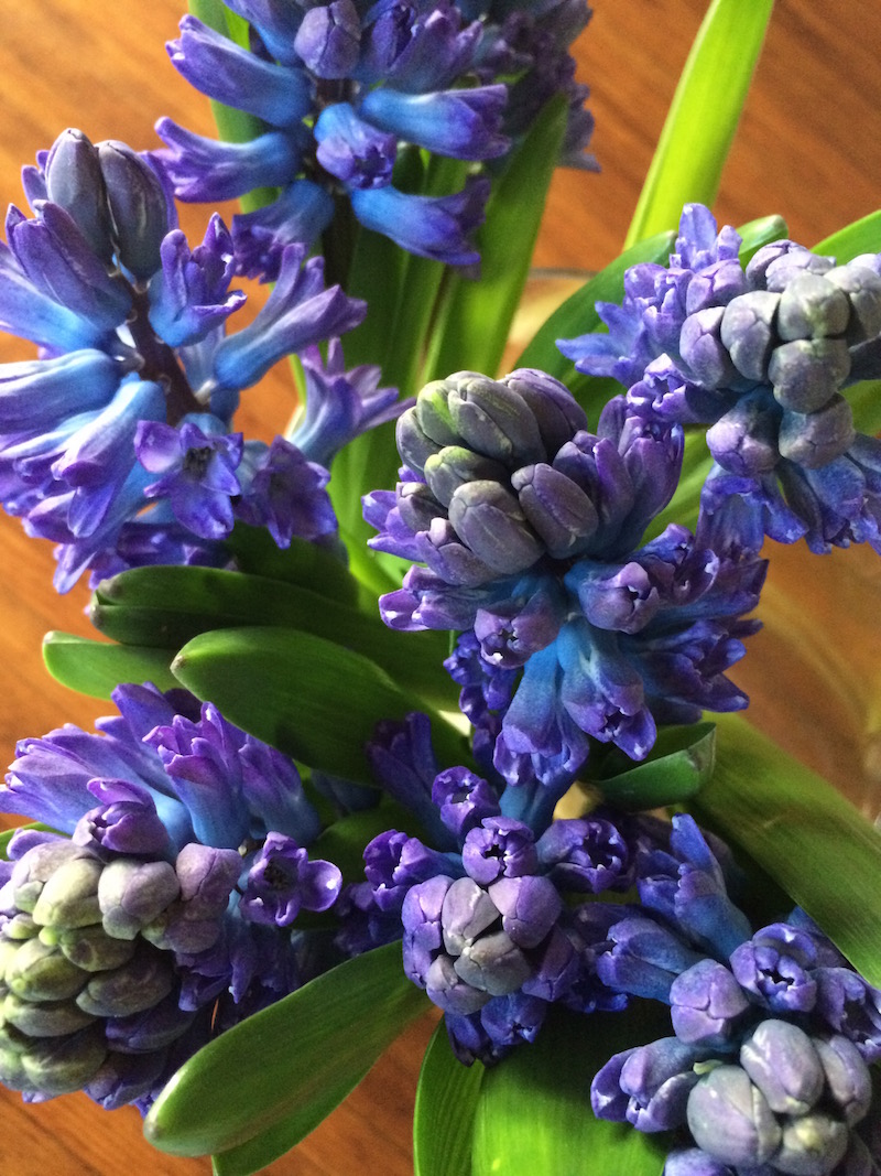 hyacinth blauw paars snijbloem
